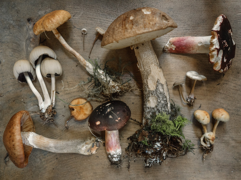 Top 5 Functional Mushrooms & their Benefits on your Health