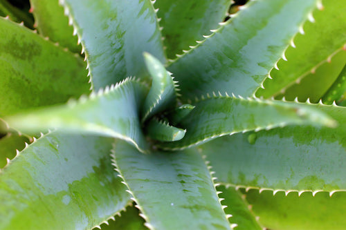 Skin & health benefits of aloe vera